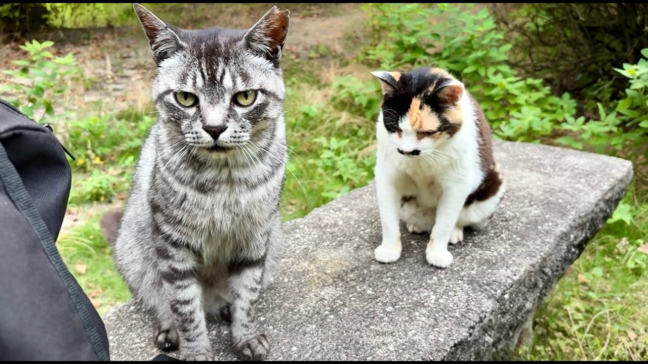 ベンチで寄り添うサバトラ猫ちゃん三毛猫ちゃんコンビで可愛い - YouTube