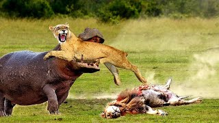 Top 10 Craziest Wild Animals Fights Caught on Camera