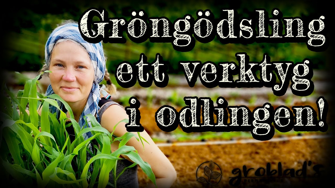 Hur vi planterar majs och använder gröngödsling
