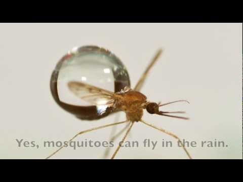 Video: How Mosquitoes Fly In The Rain