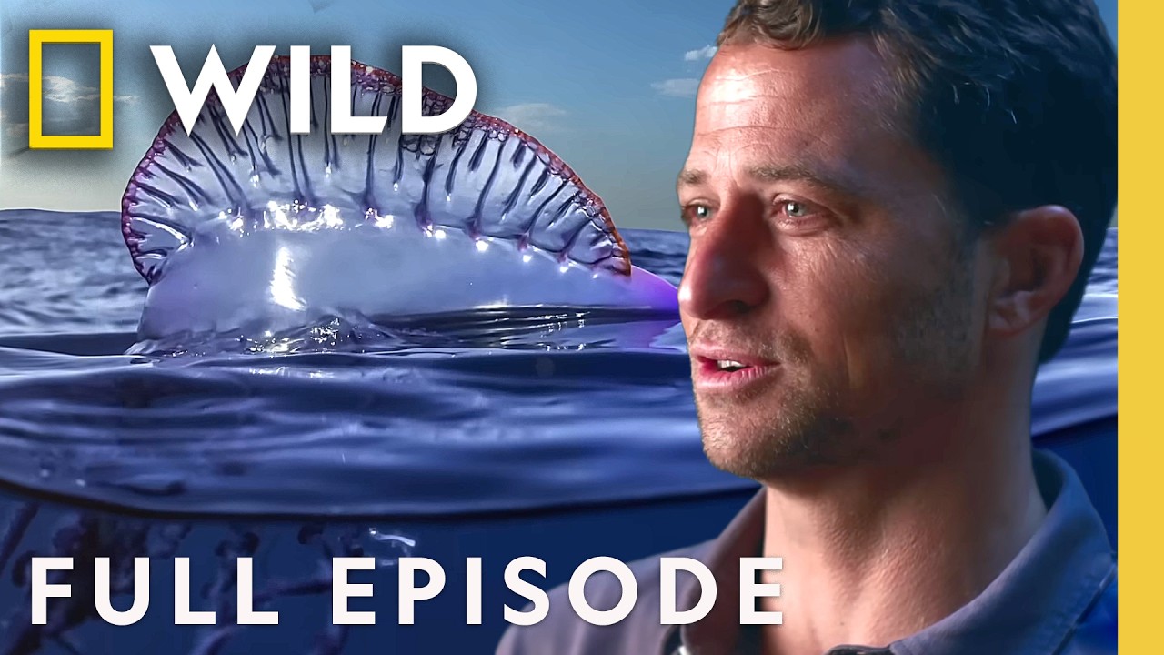 “Close Encounters with Wildlife (Full Episode) | Something Bit Me! | Nat Geo Animals” – Documentary