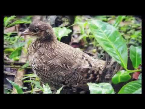 Sri Lankan Jungle Fowl - වන සැරිසර - Wild Animals in Sri Lanka