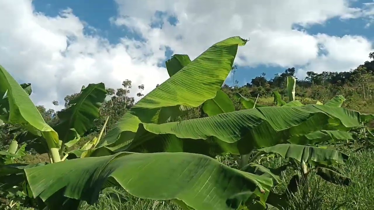 HOJE FOI DIA DE MOSTRAR COMO ESTÃO OS PÉS DE BANANA DA TERRA 