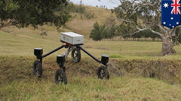 SwagBot: Australia develops cattle-herding robots that may replace farmers - TomoNews