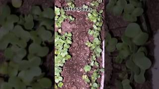 Home gardening cabbage nurseryviral kheti hardwork shortvideo homegardening mehnat viral ??