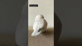 Işte Gidiyorum Bir Şey Demedenn😂😂😂😂