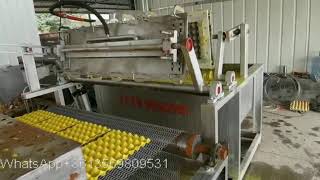 Download Lagu 1600pcs egg tray per hour with metal oven dryer production line MP3