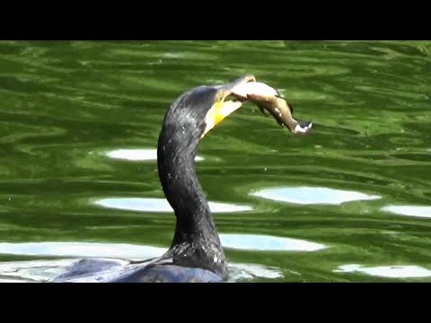 Regele pescar - cormoranul