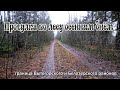 Прогулка по лесу, осенним днем. На границе Вытегорского и Белозерского районов.