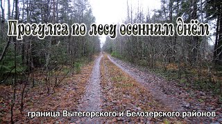 Прогулка по лесу, осенним днем. На границе Вытегорского и Белозерского районов.