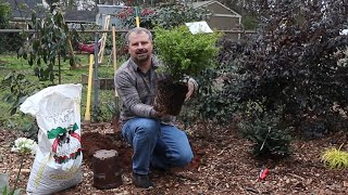 Expert Tips: How to Plant a Shrub in Your Landscape