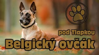 BELGICKÝ OVČÁK (MALINOIS) | O PLEMENU