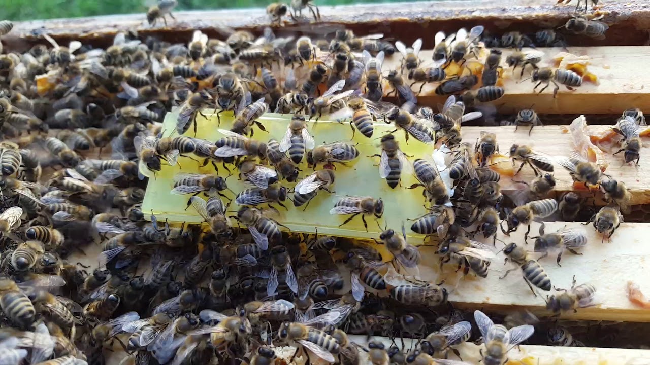 Bienenvolk begrüßt Königin im Zusetzkäfig YouTube Bienenvolk begrüßt Königin im Zusetzkäfig YouTube