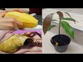 Faire pousser un manguier en pot à partir d'une graine / How to grow a mango tree in container