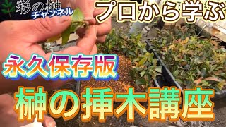 【保存版】榊のプロに教わる挿木講座