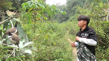 Bẫy Chim Hái Trái Rừng Và Bất Ngờ Thêm Ổ Gà | Dân Tộc Tây Bắc Tv