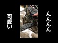 寝てるけどお返事してくれる猫の鳴き声が可愛いんんんん。