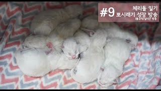 CHERRYDOLL RAGDOLL CATTERY (체리돌 랙돌 캐터리/아기 고양이 몰래카메라 cctv/고양이 성장일기 04.17)