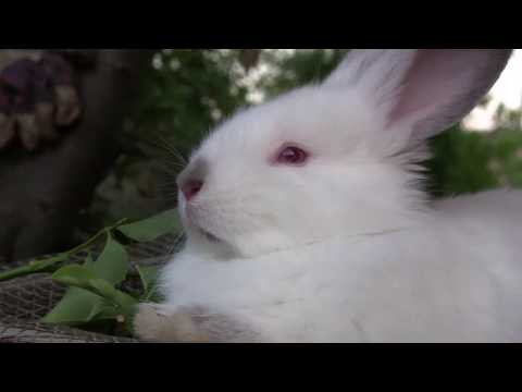 რა ვაჭამოთ  3 თვემდე ბაჭიას...??? კალიფორნიულის ბაჭია...