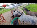 CARLIM NA LIDA -  LEVANDO OS CAVALOS DO PASTO PARA AS BAIAS