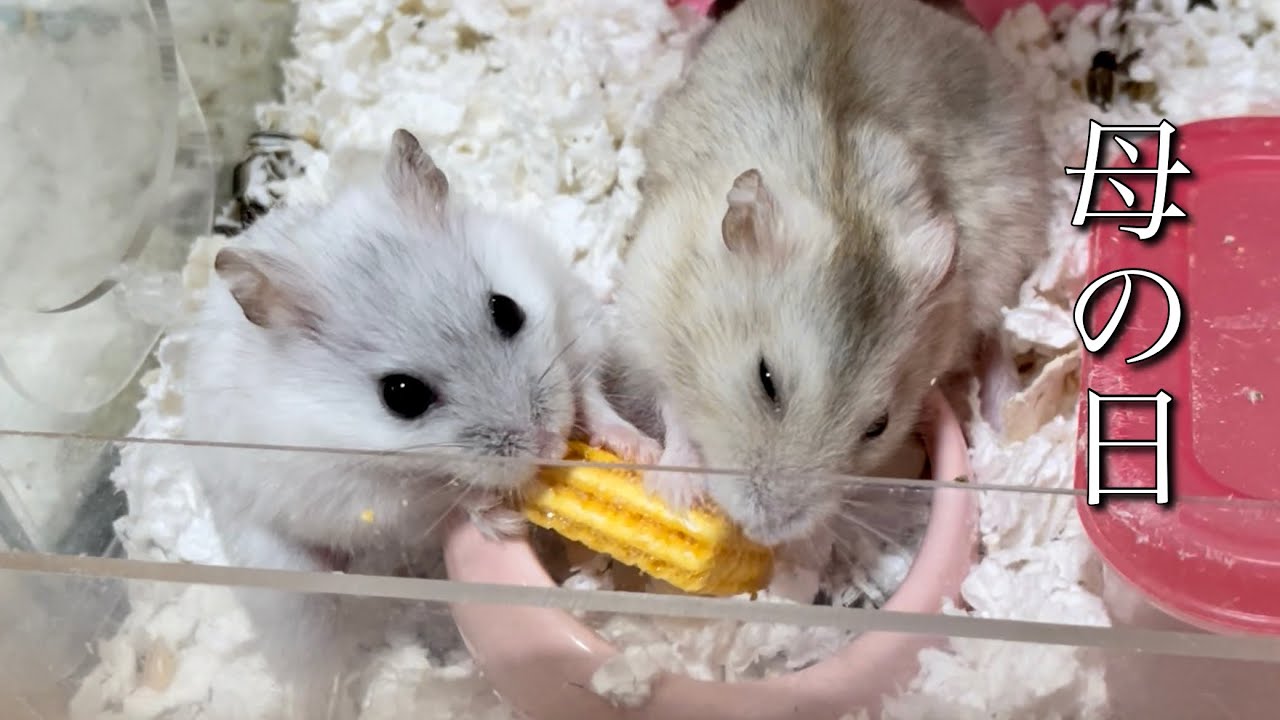 母の日なのでママハムたちにささやかなご褒美を【ジャンガリアン