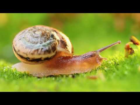 Video: Hvor bodde gastropoder?