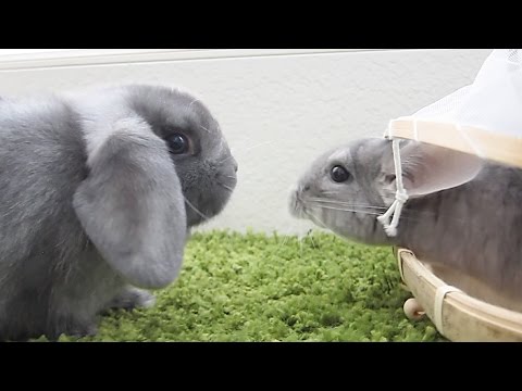 Video: How To Tell A Rabbit From A Chinchilla