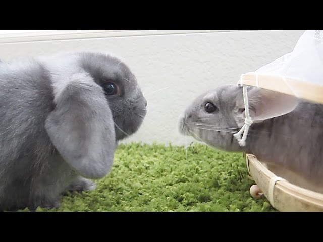 dwarf hotot rabbits for sale craigslist