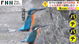 カワセミが威嚇し合う動画　なぜ横並び 58万回再生