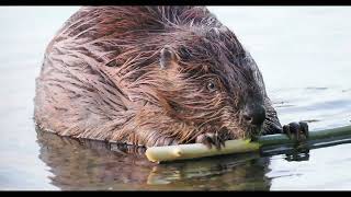 Beaver at Whatcom Creek