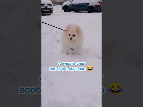 Нагулялась 🐶 #dog #doglover #dogshorts #puppy #animals #funnyanimals #собака #щенок #шпиц #dogs #пёс