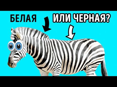 Почему зебры на самом деле черные и другие 17 необычных фактов о животных