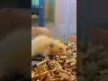 எனக்கு end a ila 🤭 | its time to upgrade | hamster tips tamil | balasvoyagem