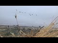 Goose Hunting “Sod farm”