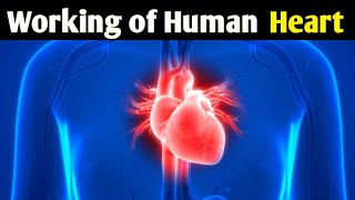 How Human Heart Works?(Animation) | Working of Human Heart in Urdu/Hindi