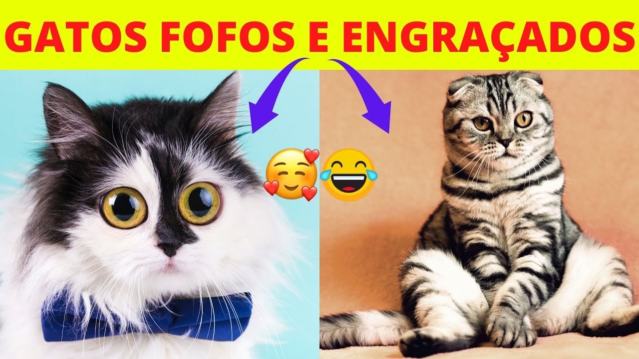 Os Gatos Mais Engraçados 2022