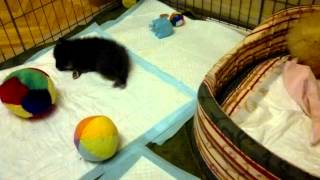 Померанские шпицы.(, 2013-05-14T20:04:44.000Z)
