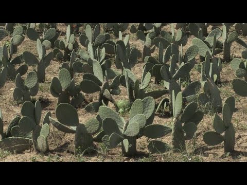 Vídeo: O nopal é um cacto?