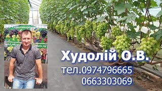 Огляд винограду. Олександр Худолій. 2023р. частина 1