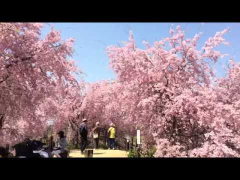 しだれ桜が満開の 大美和の杜展望台 大神神社 桜井市 Youtube