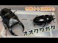 天然オオクワガタのメスを観察。