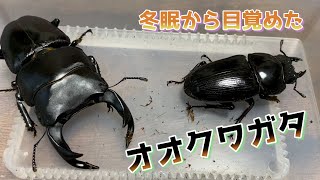 天然オオクワガタのメスを観察。