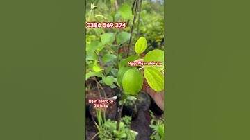 Táo đỏ Ấn Độ | 0386569374 - Ngọc Ngân Bến Tre | Chuyên cây độc lạ