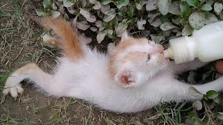 Alone Orphan Kitten Crazy Lover Of Bottle Feeding Found One More Friend