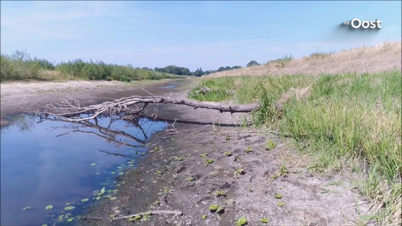 Droog, droger, droogst: de schapen wandelen door De Schipbeek bij Diepenheim
