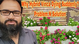 Why Hybrid Vinca Plants Dying Suddenly, Sadabaha Plants Dying Problem N Solutions, KK Home Gardening