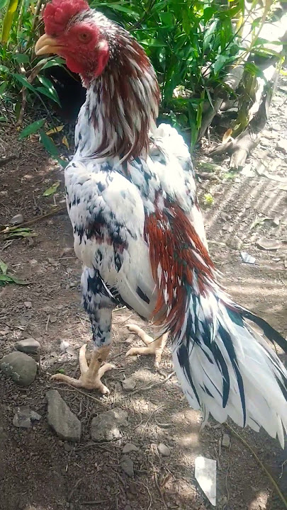 Ayam Blorok #ayam #ayamberkualitas