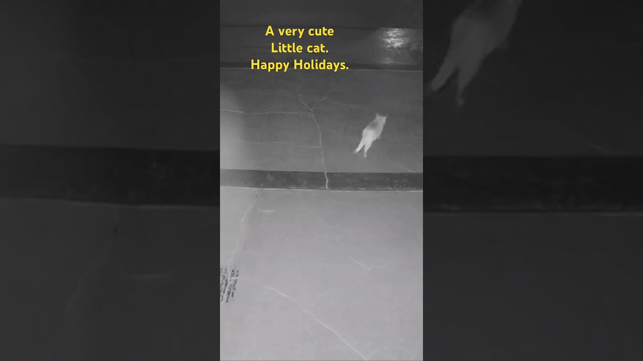 A very cute little cat. Happy Holidays and happy Wednesday.