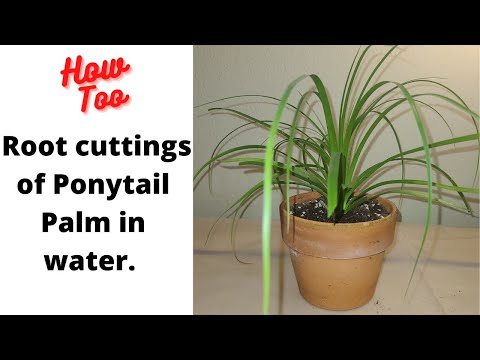 Video: Ponytail Palm Side Shoots – Odstraňovanie mláďat z copíkových dlaní