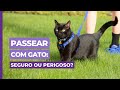 Mitos e verdades sobre passear com os gatos